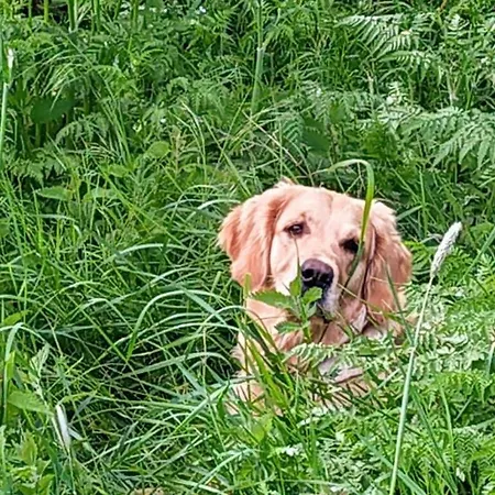 Bender Am Burgwald Comfortable * Munchhausen