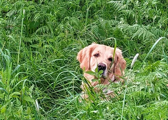 Bender Am Burgwald Comfortable * Munchhausen