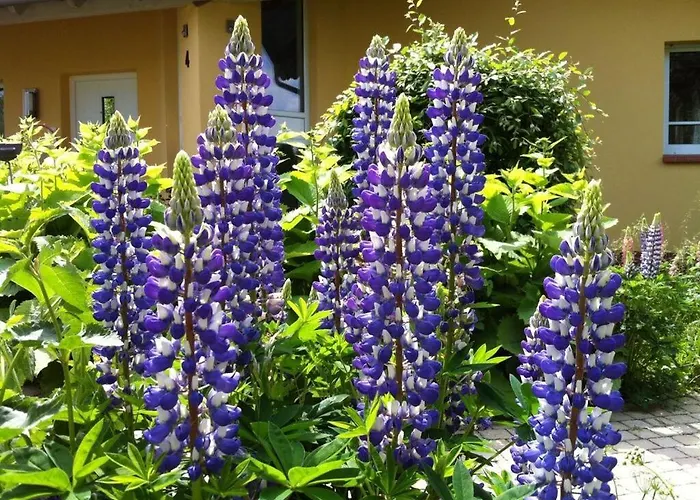 度假居 Bender Am Burgwald Comfortable Munchhausen